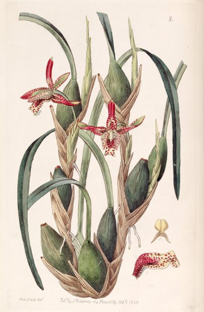 Maxillaria tenuifolia - Miss Drake